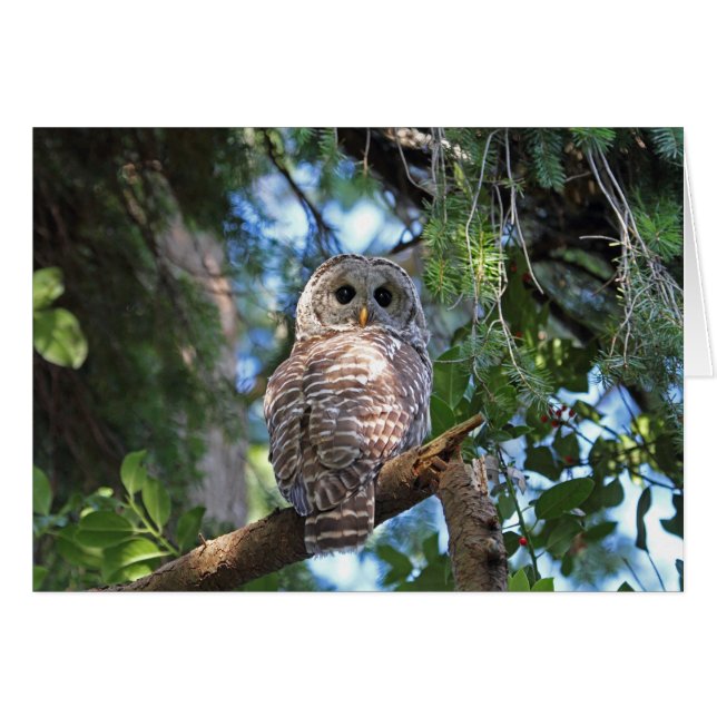 Cartão Wild Hoot Owl Staring in Forest (Frente horizontal)