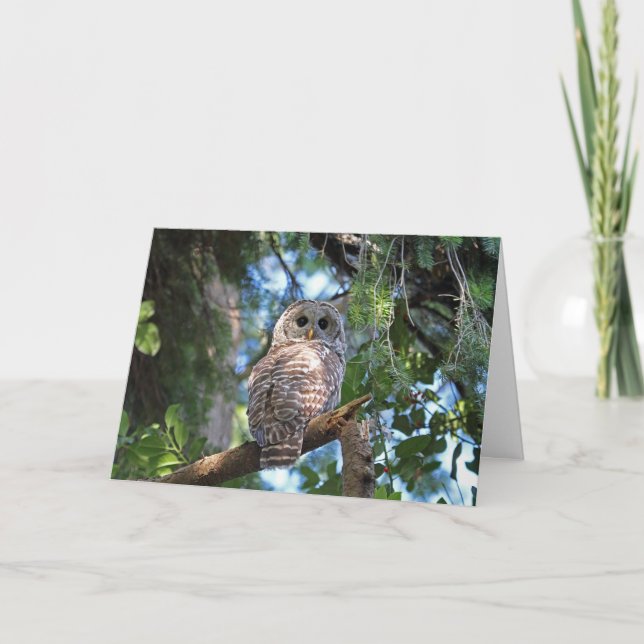 Cartão Wild Hoot Owl Staring na Floresta (Frente)