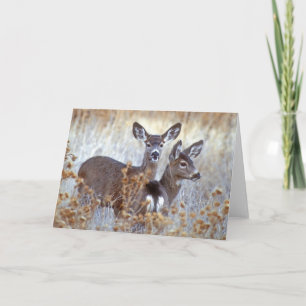 Cartão Wild Mule Deer Pair Califórnia