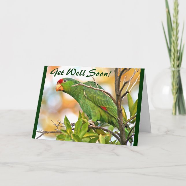 Cartão Wild Parrot Get Well Card (Frente)