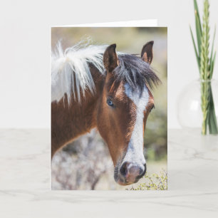 Cartão Wild Pinto Filly