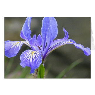 Cartão Wild Purple Iris