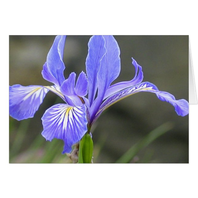 Cartão Wild Purple Iris (Frente Horizontal)