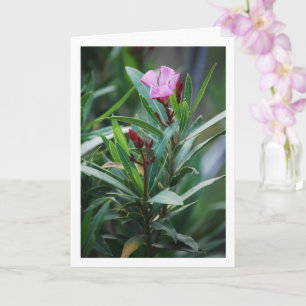 Cartão Wild Spain Nerium Oleander Plant
