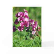 Wild Sweet-pea Flower