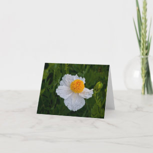 Cartão Wild White Poppy