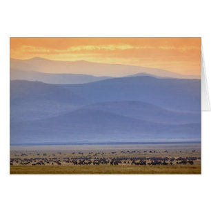 Cartão Wildebeest durante migração, Connoquetes