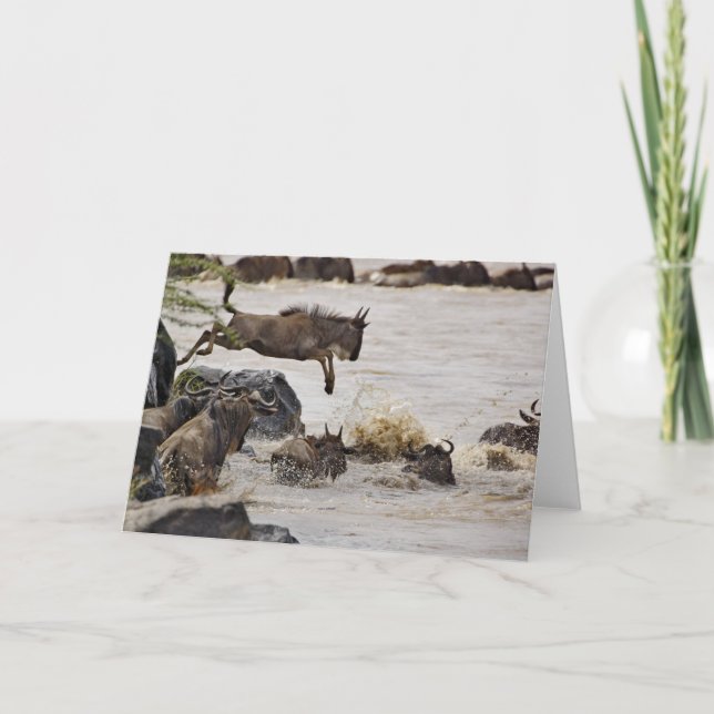 Cartão Wildebeest jumping into Mara River (Frente)