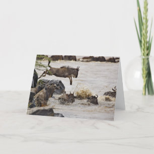 Cartão Wildebeest jumping into Mara River during