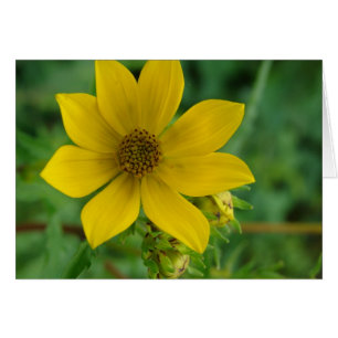 Cartão Wildflower amarelo