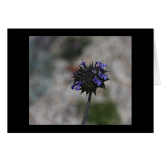 Cartão Wildflower Borrego Springs Califórnia do deserto