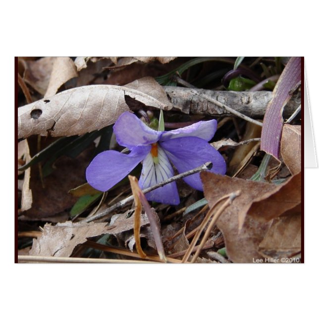 Cartão WildFlowers Birds-Foot Violet Hot Primaveras AR Pr (Frente Horizontal)