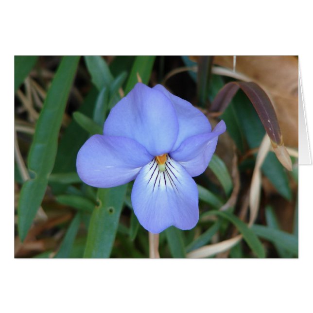 Cartão WildFlowers Birds-Foot Violet IV Hot Primaveras Pr (Frente Horizontal)