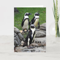 Wildlife African Penguin Photo Sympathy