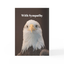 Wildlife Bald Eagle Retrato Foto Simpatia