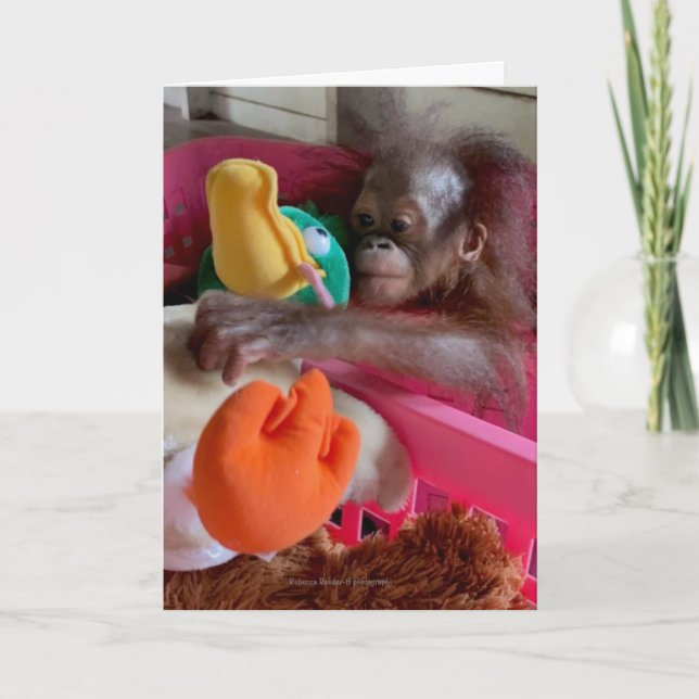 Cartão Wildlife Blank Cards:Baby Orangutan Grabs Toys  (Frente)
