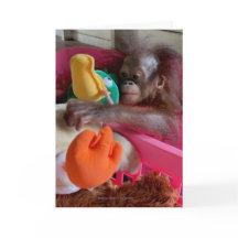 Wildlife Blank Cards:Baby Orangutan Grabs Toys