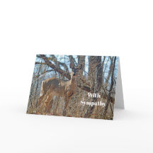 Wildlife Deer Woods Foto Simpatia