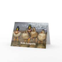 Wildlife Mallard Ducks Photo Sympathy