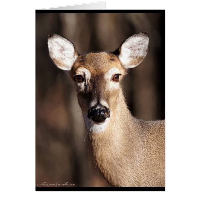 Cartão Wildlife Whitetail Deer Doe Portrait (Frente)