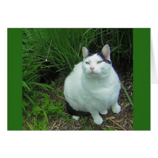 Cartão WiLSoN & Iluminação de OVNI