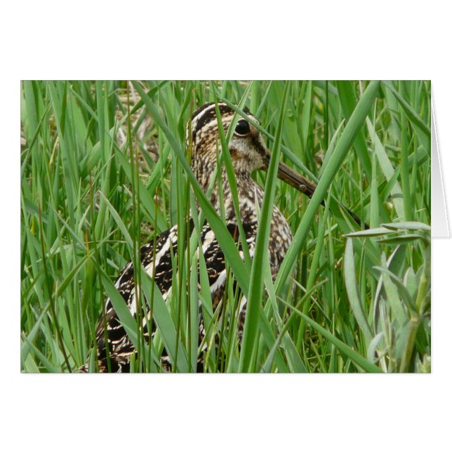 Cartão Wilson Snipe (Frente Horizontal)
