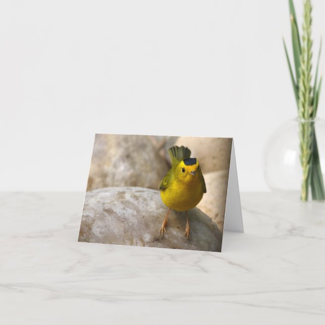 Cartão Wilson's Warbler - Joe Sweeney - card (Frente)