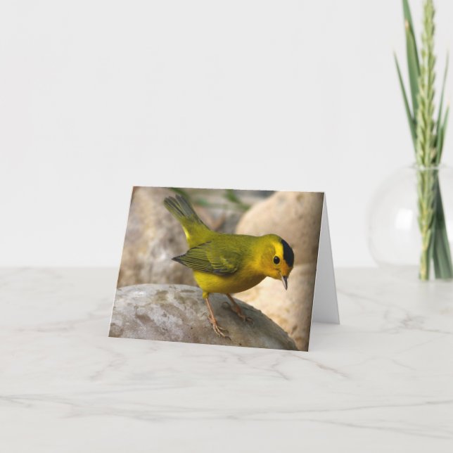 Cartão Wilson's Warbler - Joe Sweeney - card (Frente)