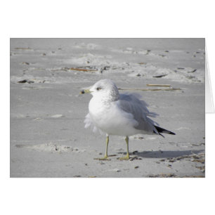 Cartão Windblown da gaivota