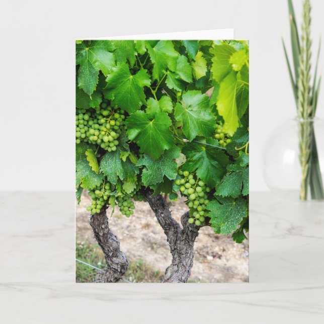 Cartão Wine Grapes Growing, France (Frente)