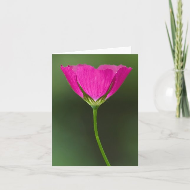 Cartão Winecup Wildflower Notecards (Frente)