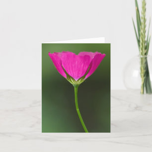 Cartão Winecup Wildflower Notecards