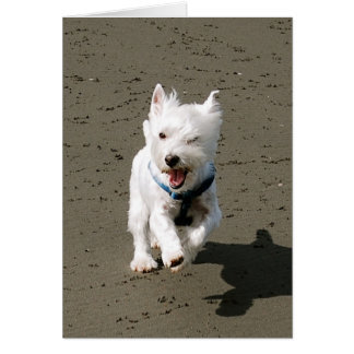 Cartão Winking Westie