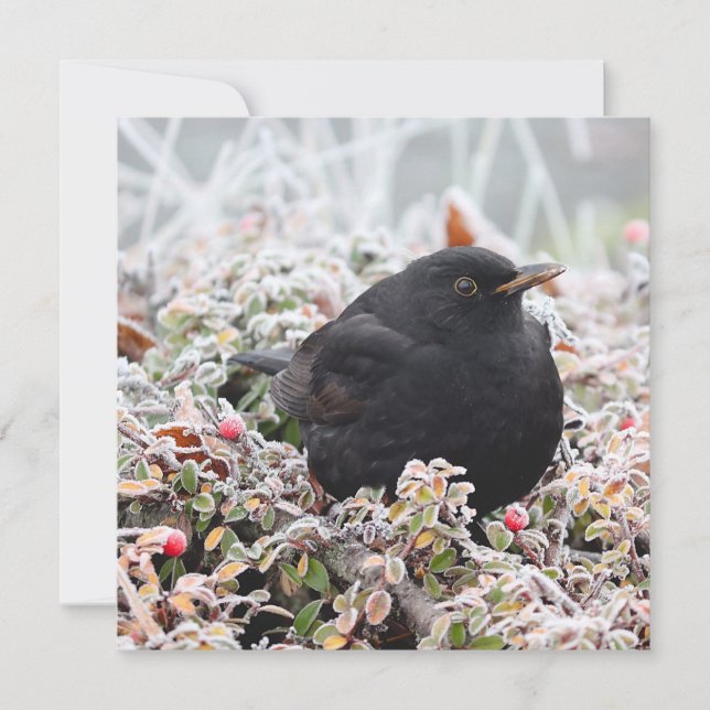 Cartão Winter Blackbird (Frente)
