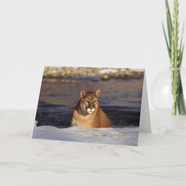 Cartão Winter Cougar (Frente)