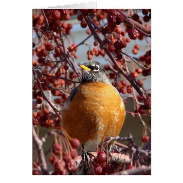 Cartão Winter Robin (Frente)