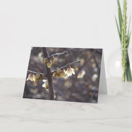 Cartão Winterdoce (Chimonanthus praecox)