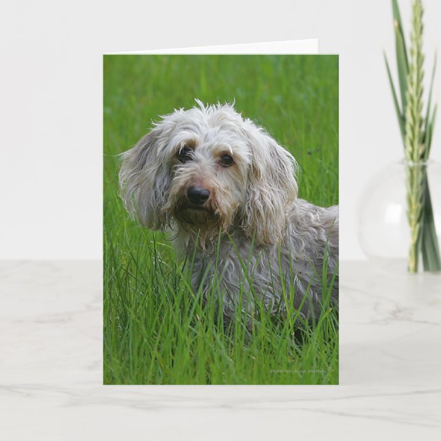 Cartão Wire-haired Standard Dachshund in Grass (Frente)