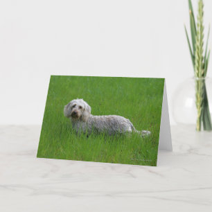 Cartão Wire-haired Standard Dachshund in Grass