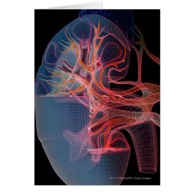 Cartão Wireframe do interior de um rim (Frente)