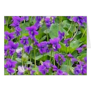 Cartão Wisconsin Wood Violets