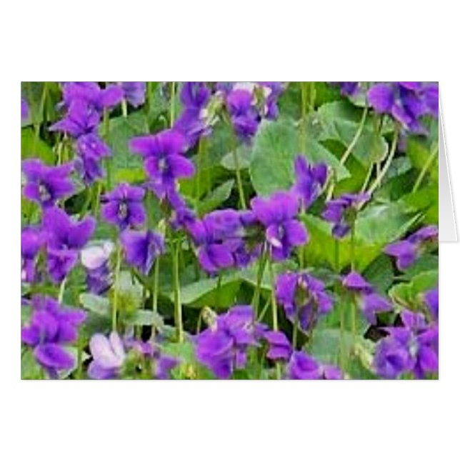 Cartão Wisconsin Wood Violets (Frente Horizontal)