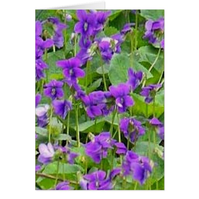 Cartão Wisconsin Wood Violets (Frente)