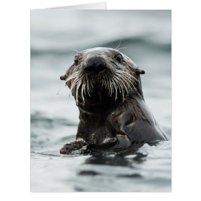 Cartão Wise Otter (Frente)