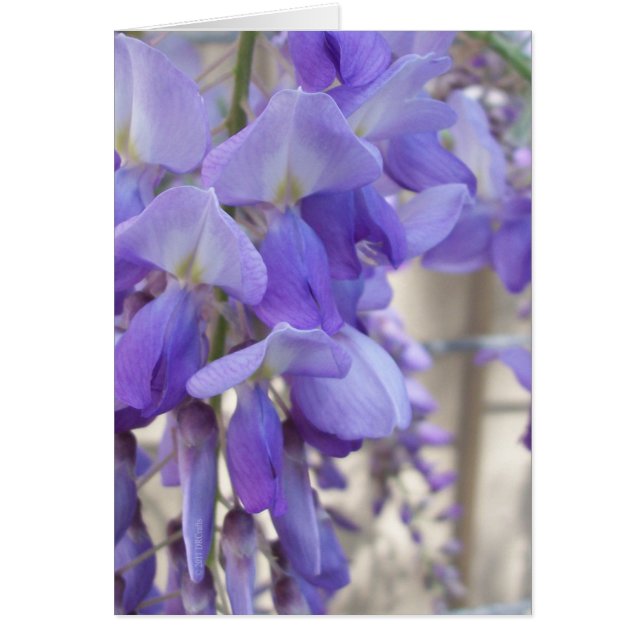 Cartão Wisteria (Frente)