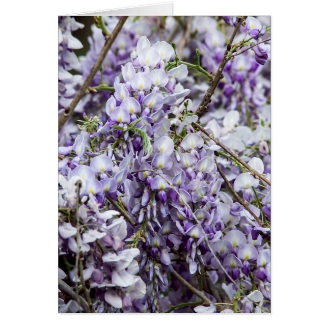 Cartão Wisteria (Frente)
