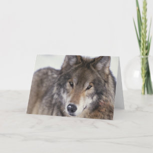 Cartão Wolf Gaze