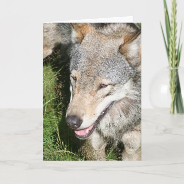 Cartão Wolf Prowl Greeting Card (Frente)