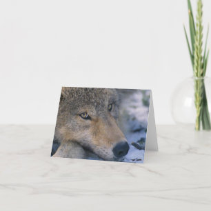 Cartão Wolf_pup_closeup