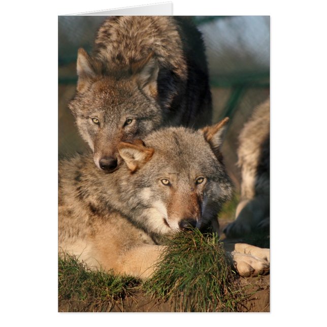 Cartão wolfpair bonito (Frente)